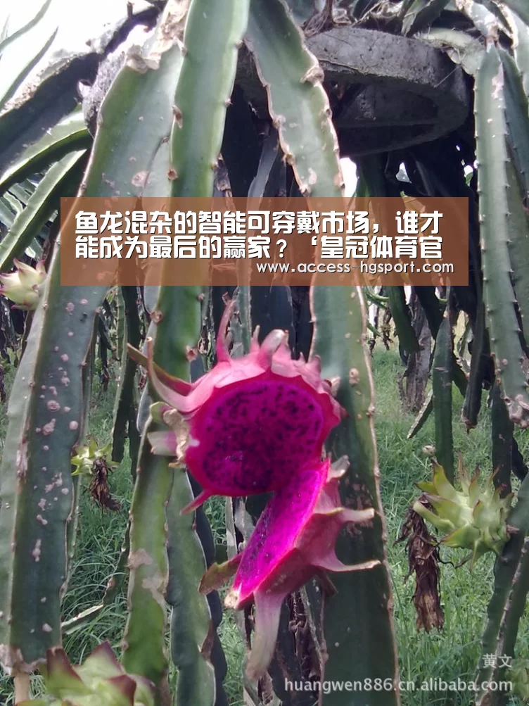 皇冠体育下载